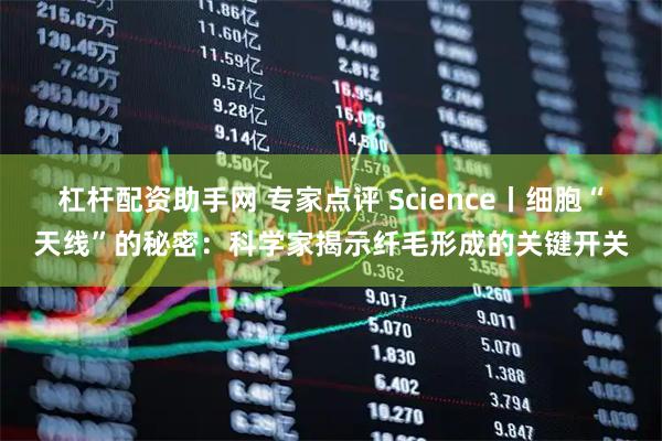 杠杆配资助手网 专家点评 Science丨细胞“天线”的秘密：科学家揭示纤毛形成的关键开关